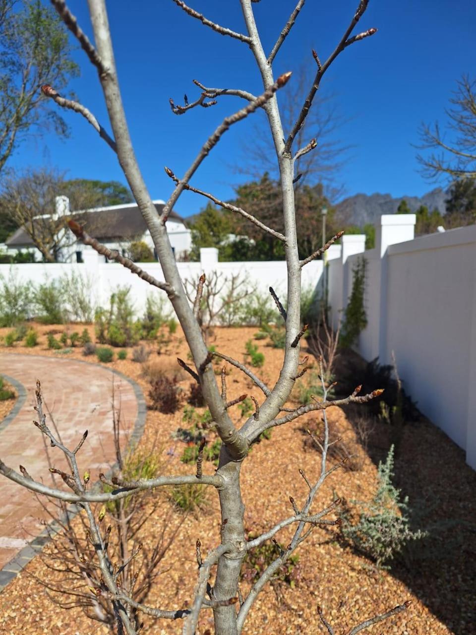Largest One Bed Apartment & Private Pool In The Hoek Franschhoek Exteriör bild